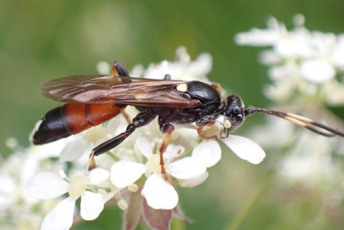Ichneumon suspiciosus
